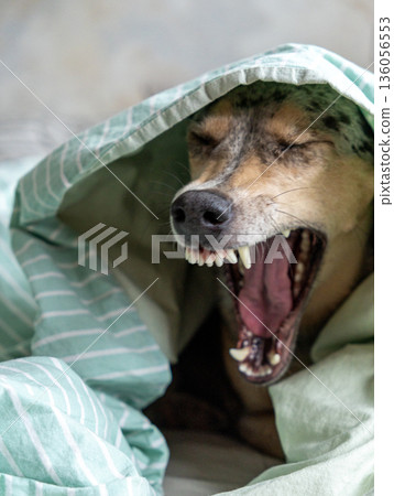 spotted dog lies under blanket and yawns. pet is cold and sleeping under blanket. 136056553