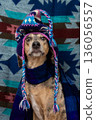 spotted dog with a sad face sits on a colored background in a hat and looks at the camera.  136056557