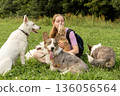 Professional dog walker young woman with pack of dogs is sitting on grass and enjoying walk animals. 136056564