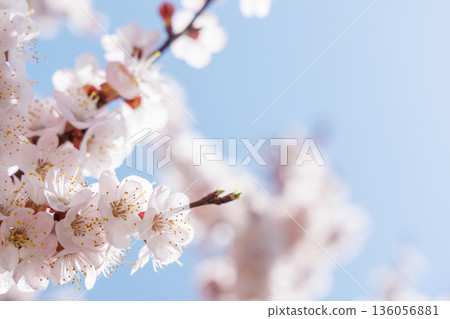 Blooming cherry blossom tree in spring, with delicate pink flowers 136056881