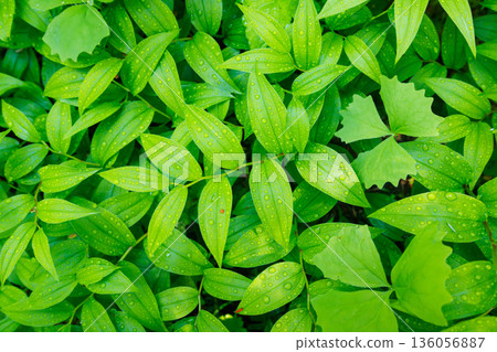 Lush green forest foliage texture seen from above Lush green forest foliage texture seen from above 136056887
