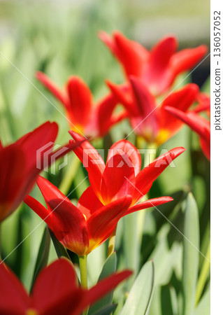 Vibrant red tulips in full bloom Vibrant red tulips in full bloom 136057052