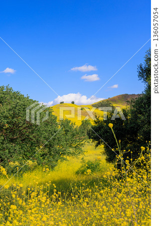 Landscape of blooming hills in California covered in vibrant wildflowers 136057054