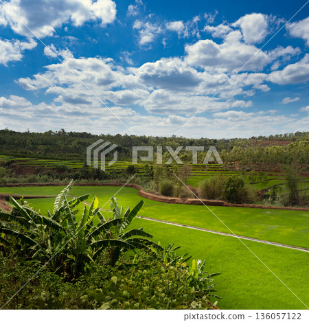 Green Rice Fields In Mountain Vietnam On Sunny Day 136057122