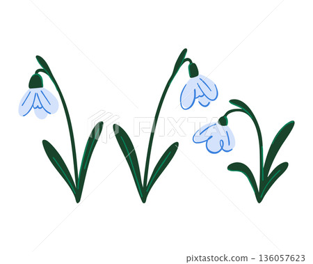 A set of delicate spring lilies of the valley on a white background, open flower heads of primroses on dark green stems 136057623
