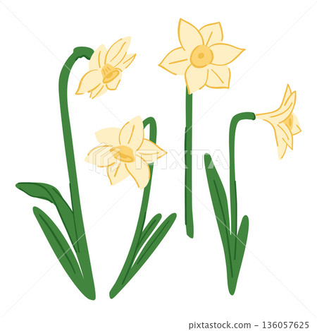 Set of daffodil flowers, spring European primrose on white background, open buds on green stems Set of daffodil flowers, spring European primrose on white background, open buds on green stems 136057625