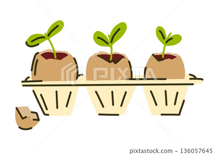 Seedlings in eggshells in a biodegradable egg container, spring planting, microgreens on a windowsill Seedlings in eggshells in a biodegradable egg container, spring planting, microgreens on a windowsill 136057645
