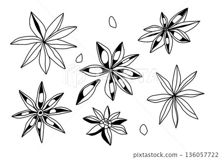 Large outline set of linear spices, star anise with seeds in black on a white background Large outline set of linear spices, star anise with seeds in black on a white background 136057722