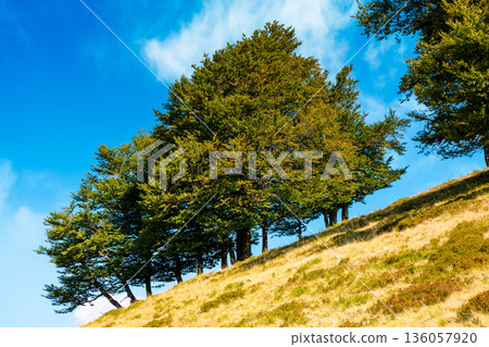 beech forest on the hill in late summer. carpathian mountains of ukraine under blue sky clouds. beautiful green environment background in morning light for wilderness photo adventure on a sunny day beech forest on the hill in late summer. carpathian mountains of ukraine under blue sky clouds. beautiful green environment background in morning light for wilderness photo adventure on a sunny day 136057920