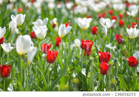 Red and white tulips blooming in fresh green grass on a sunny spring day. Seasonal nature background, growth and renewal concept 136058253
