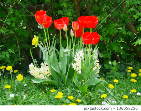 Vibrant red tulips blooming in a lush spring garden with white Hyacinthus. Fresh nature scene, colorful seasonal floral background Vibrant red tulips blooming in a lush spring garden with white Hyacinthus. Fresh nature scene, colorful seasonal floral background 136058256