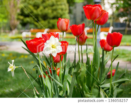 Red tulips with white daffodils blooming in a sunny spring park. Seasonal floral scene with soft background 136058257