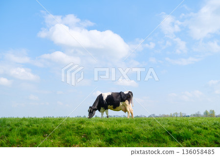 A peaceful scene of one cow grazing freely on a rural meadow during a sunny day. A peaceful scene of one cow grazing freely on a rural meadow during a sunny day. 136058485