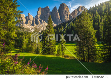 Pink fireweed flowers on the glade in the Dolomites 136058499