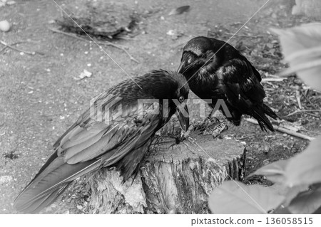 Beautiful black crows sit on a stump Beautiful black crows sit on a stump 136058515