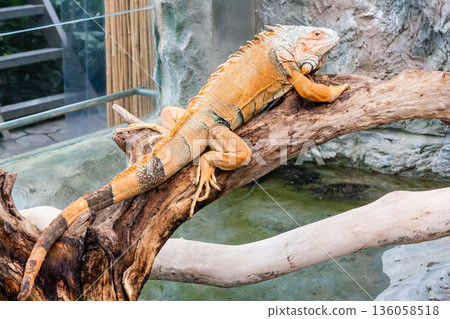 Iguana lizard sits on a branch Iguana lizard sits on a branch 136058518