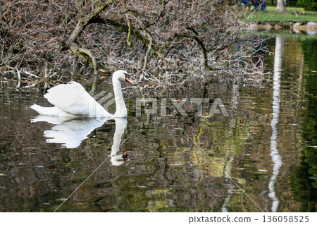 The swan swims along the lake 136058525