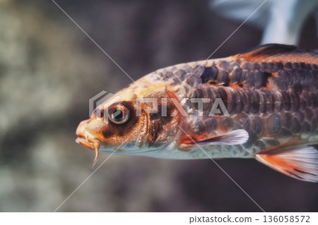 A close-up headshot of an orange and black koi carp with whiskers, swimming underwater A close-up headshot of an orange and black koi carp with whiskers, swimming underwater 136058572