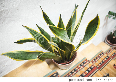 A snake plant (Dracaena trifasciata) in a pot on the stairs in a domestic home with bright daylight A snake plant (Dracaena trifasciata) in a pot on the stairs in a domestic home with bright daylight 136058578