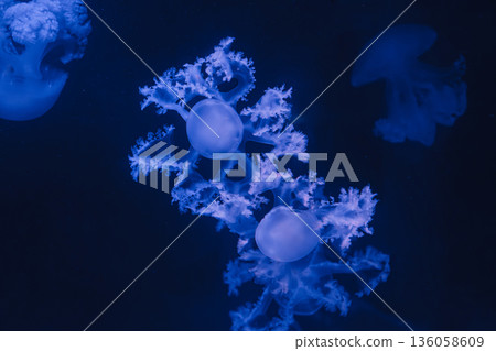 underwater photos of jellyfish marble jellyfish lychnorhiza lucerna 136058609