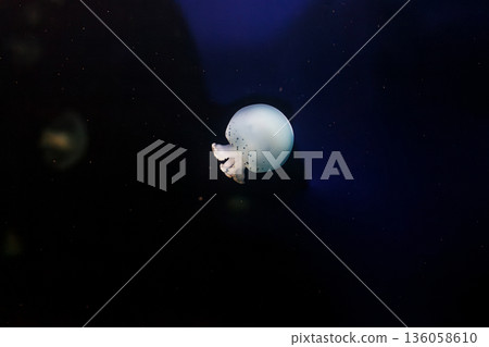 underwater photos of jellyfish Stomolophus meleagris, Cannonball jellyfish 136058610