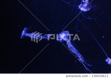 underwater photos of jellyfish chrysaora achlyos jellyfish black sea nettle 136058611