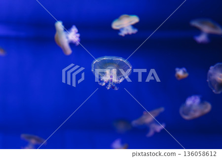 underwater photos of Mediterranean jellyfish, Cotylorhiza tuberculata 136058612