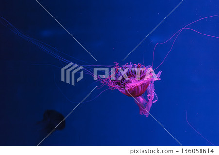 underwater photos of jellyfish chrysaora pacifica jellyfish japanese sea nettle underwater photos of jellyfish chrysaora pacifica jellyfish japanese sea nettle 136058614