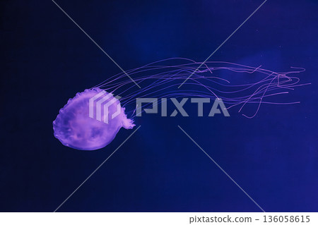 underwater photos of jellyfish chrysaora quinquecirrha jellyfish the atlantic sea nettle 136058615
