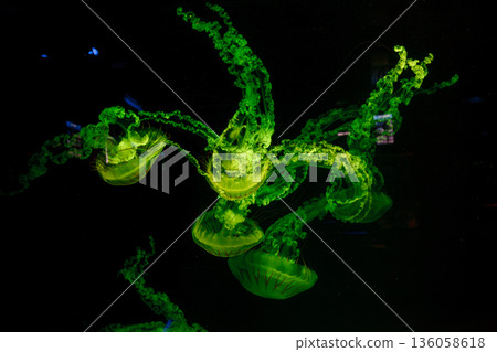 underwater photos of jellyfish chrysaora plocamia south america sea nettle underwater photos of jellyfish chrysaora plocamia south america sea nettle 136058618