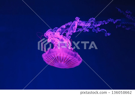 underwater shooting of beautiful Chrysaora hysoscella underwater shooting of beautiful Chrysaora hysoscella 136058662