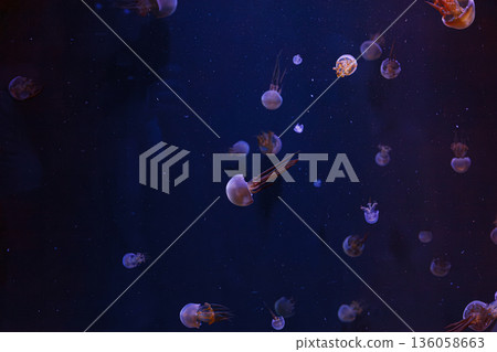 underwater photography of beautiful flame jellyfish rhopilema esculentum underwater photography of beautiful flame jellyfish rhopilema esculentum 136058663