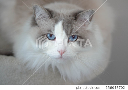 Beautiful Blue Eyed Ragdoll Cat Portrait Indoors 136058702
