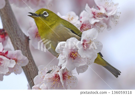 白眼鳥在盛開的白色梅花上鳴叫（春日景象） 136059318