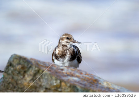 Ruddy turnstone is sitting on a big rock at the sea shore. Ruddy turnstone is sitting on a big rock at the sea shore. 136059529