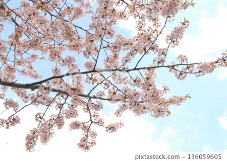 春日櫻花與藍天的風景照 春日櫻花與藍天的風景照 136059605