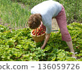 An elderly woman picks strawberries in the garden 136059726