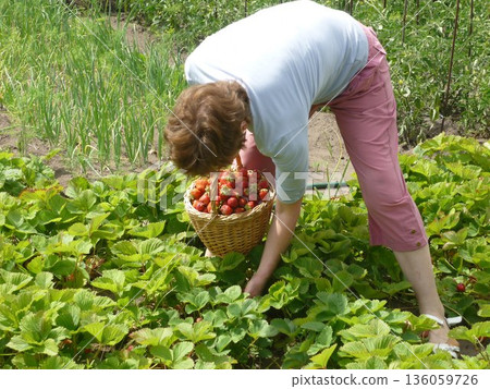 An elderly woman picks strawberries in the garden An elderly woman picks strawberries in the garden 136059726