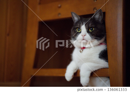 Cat under the chair Cat under the chair 136061333