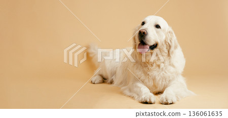 Senior golden retriever dog lying on studio background Senior golden retriever dog lying on studio background 136061635