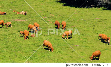 Brown cattle herd grazing green pasture in rural valley Brown cattle herd grazing green pasture in rural valley 136061704