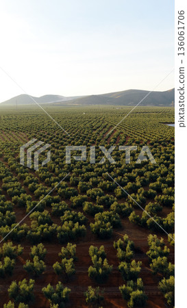 Olive grove plantation in rural Andalusia, Spain Olive grove plantation in rural Andalusia, Spain 136061706