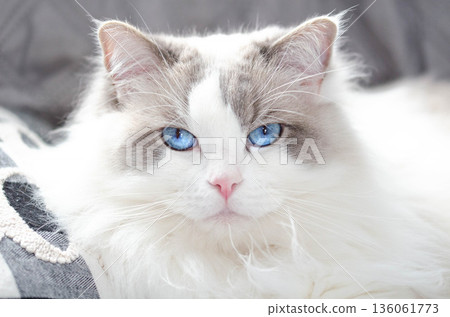 Ragdoll Cat with Blue Eyes Resting Indoors 136061773