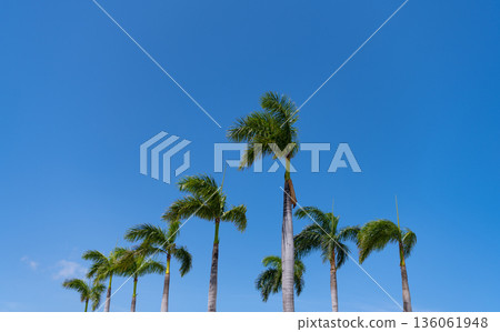 summer palm trees on blue sky background. summertime concept summer palm trees on blue sky background. summertime concept 136061948