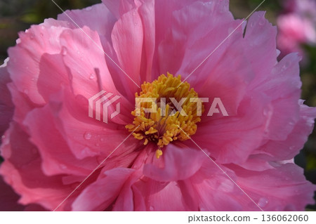 Button flower Button flower 136062060