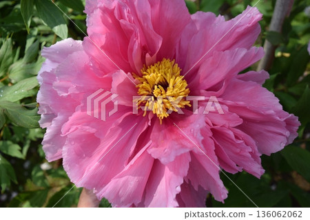 Button flower Button flower 136062062