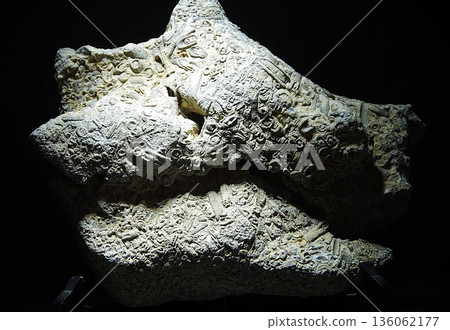 Coral fossils Coral fossils 136062177