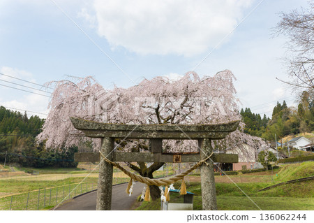 鳥居和櫻花（大分縣武田市） 136062244
