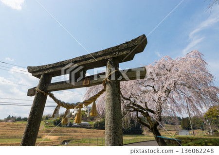 Torii and cherry blossoms (Takeda City, Oita Prefecture) 136062248
