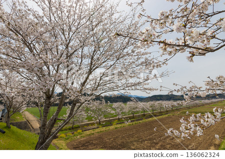 Railway tracks and cherry blossoms (Bungo-Ono City, Oita Prefecture) 136062324